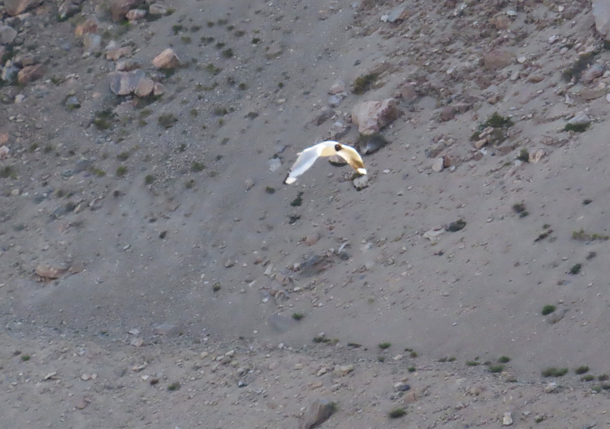 Gaviota Andina - ML646649482