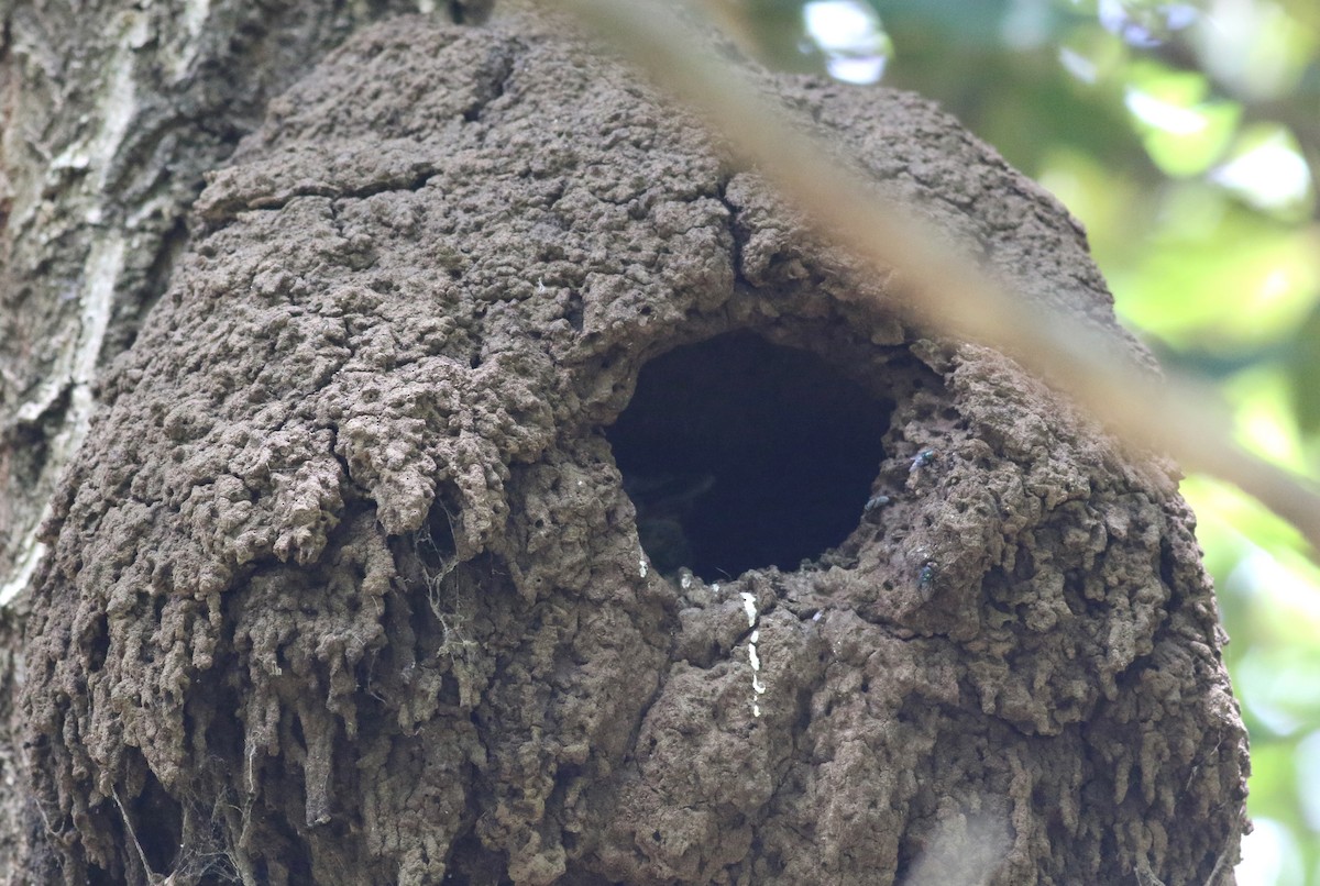 Jägerliest - ML646649483