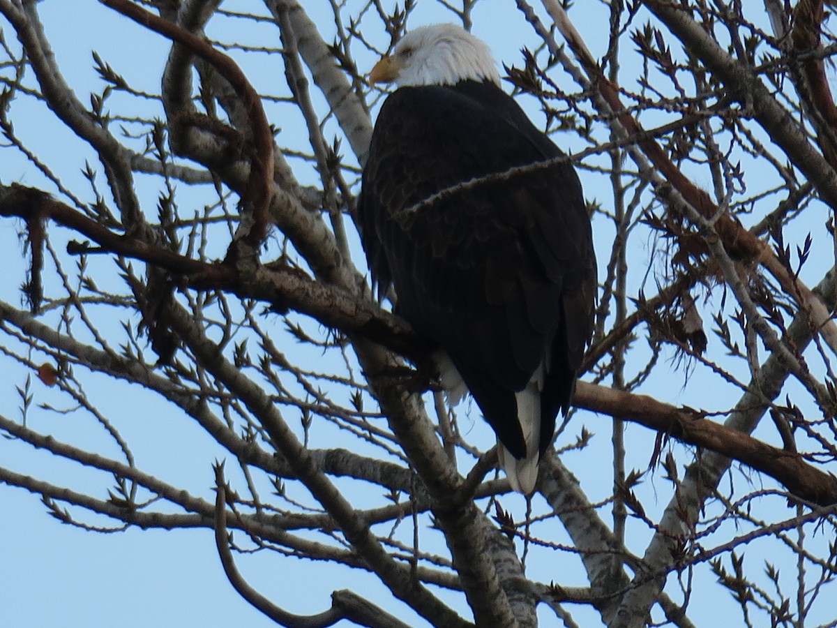 orel bělohlavý - ML646649484