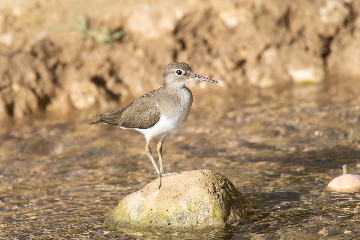 eBird Checklist - 15 Nov 2025 - Ayn Hamran - 35 species (+1 other taxa)