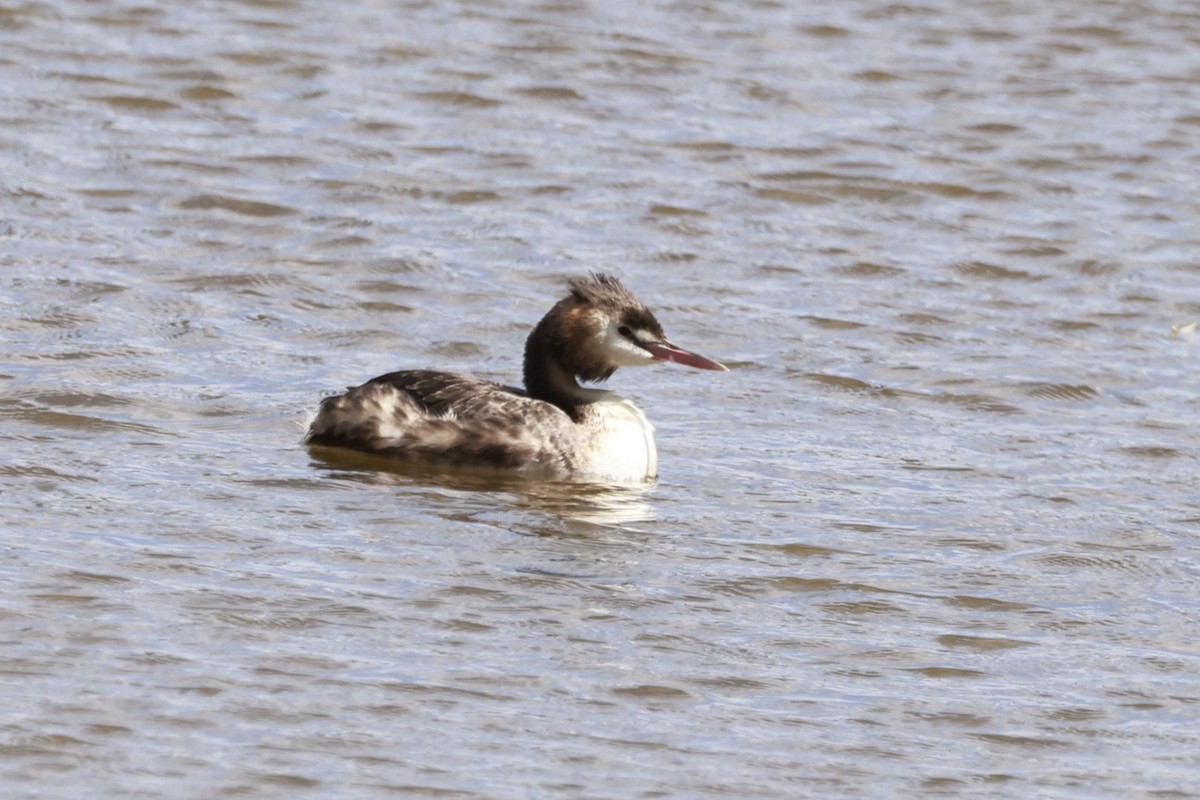 冠鸊鷉 - ML646649486