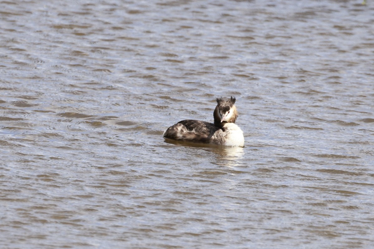 冠鸊鷉 - ML646649487