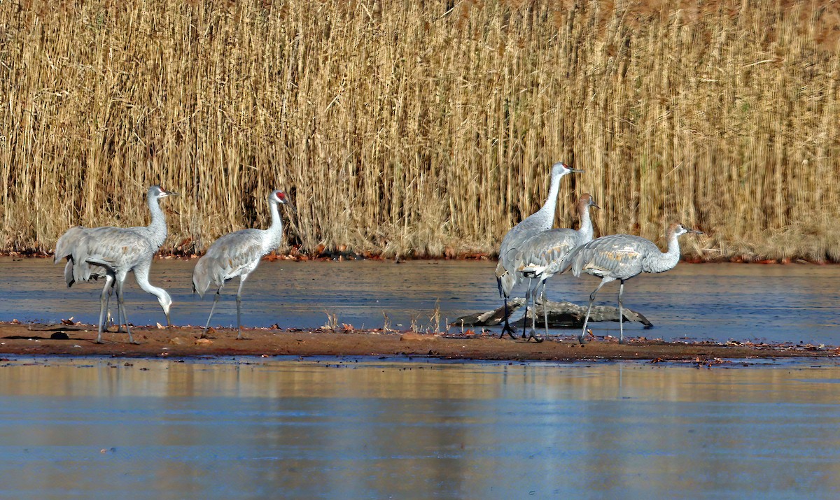 Sandhill Crane - ML646649489
