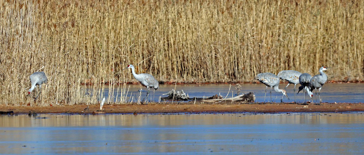 Sandhill Crane - ML646649490