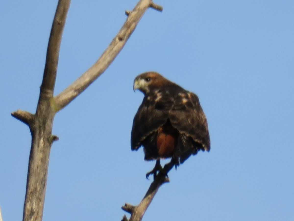 káně rudochvostá - ML646649492