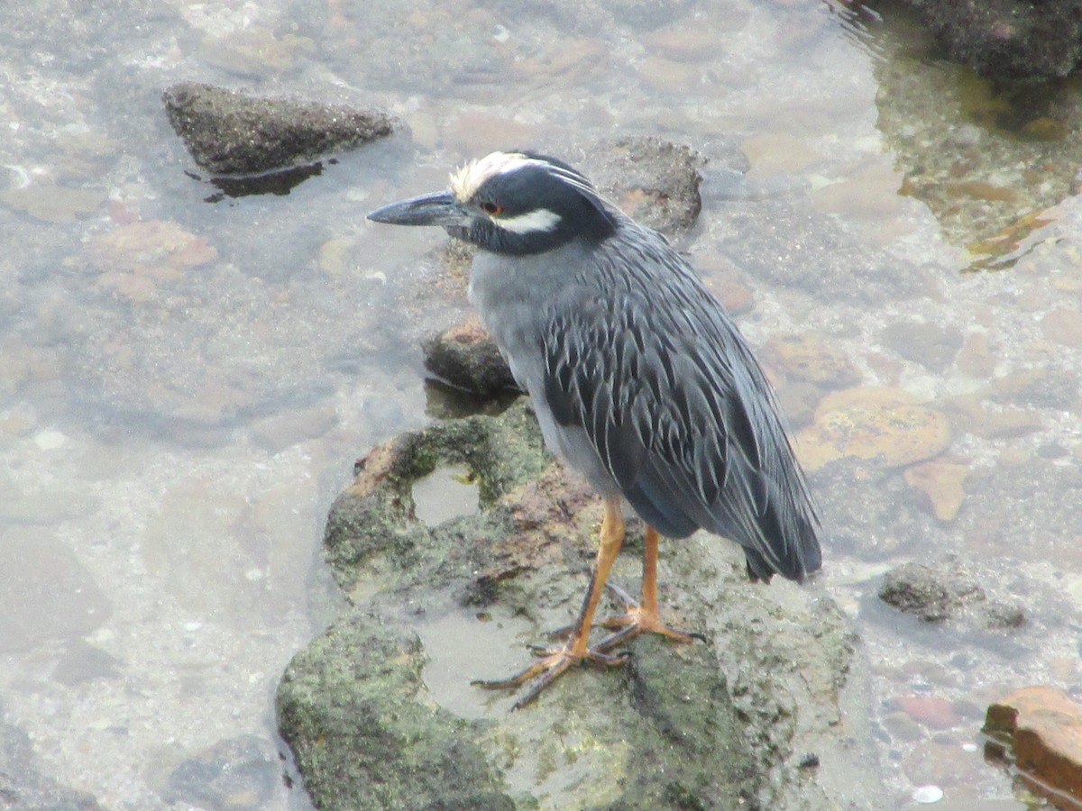 kvakoš žlutočelý - ML646649493