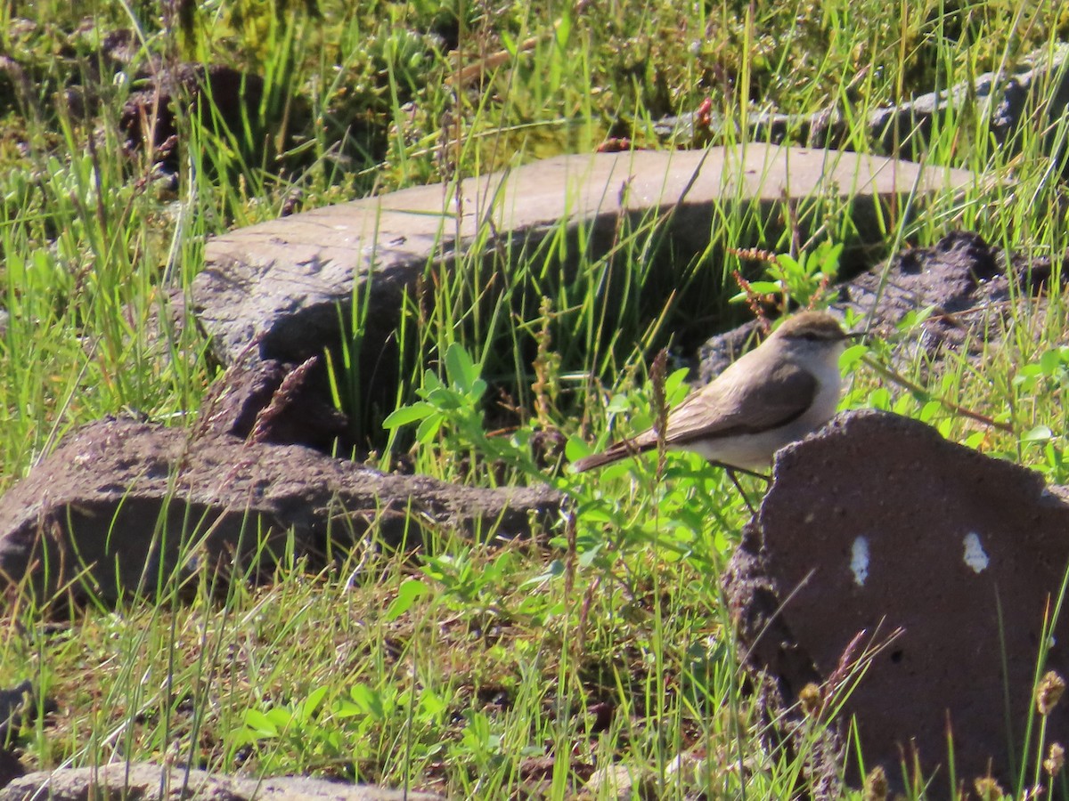 Dormilona Cejiblanca - ML646649494