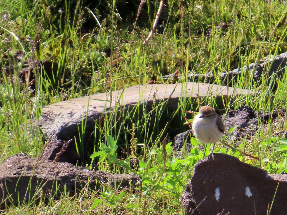 Dormilona Cejiblanca - ML646649495
