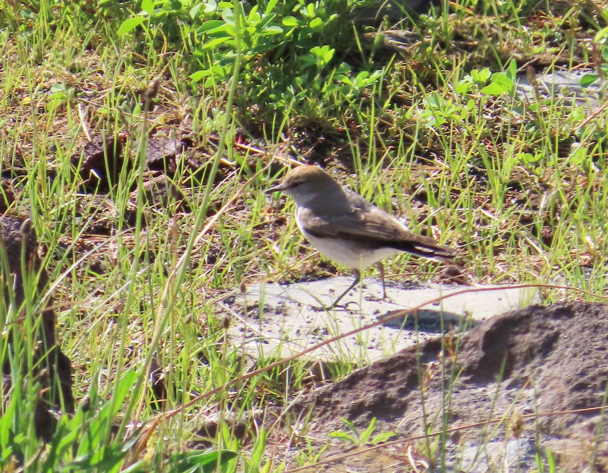 Dormilona Cejiblanca - ML646649496