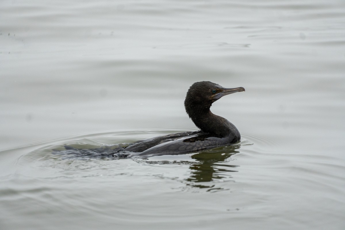 Little Black Cormorant - ML646649497