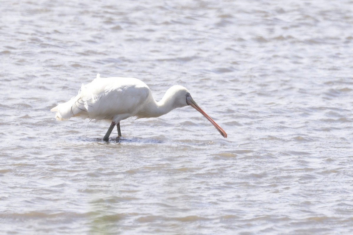 Yellow-billed Spoonbill - ML646649498
