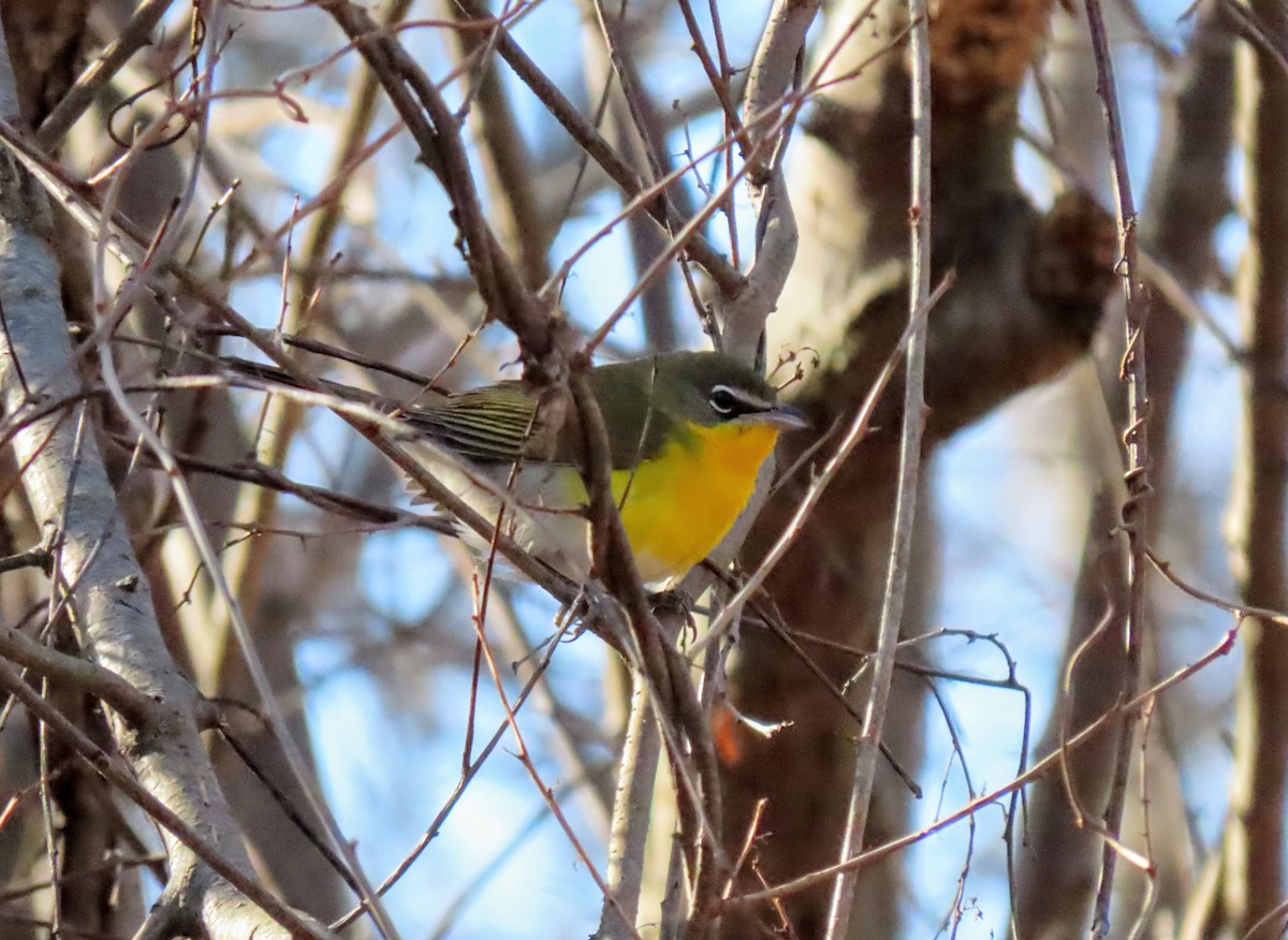 Ictérie polyglotte - ML646649502