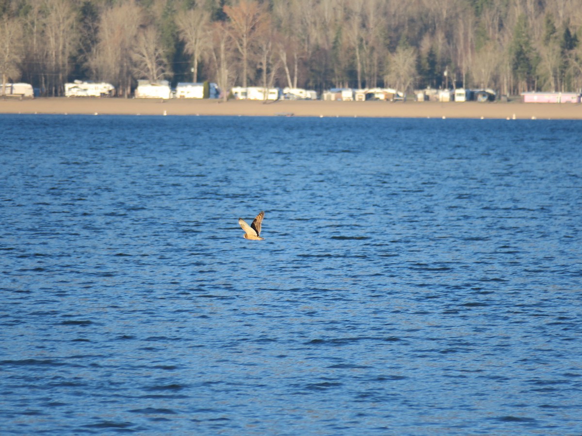 kalous pustovka - ML646649503