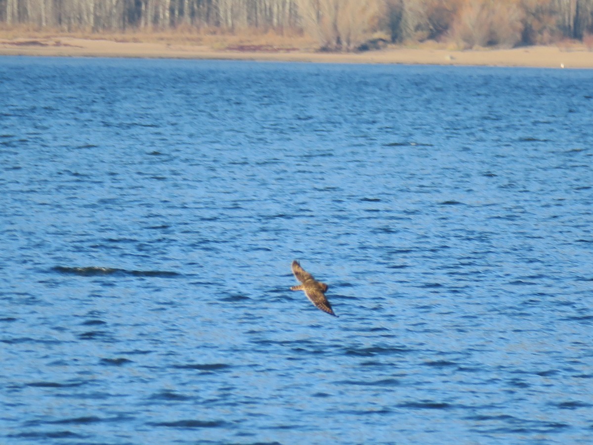 kalous pustovka - ML646649504