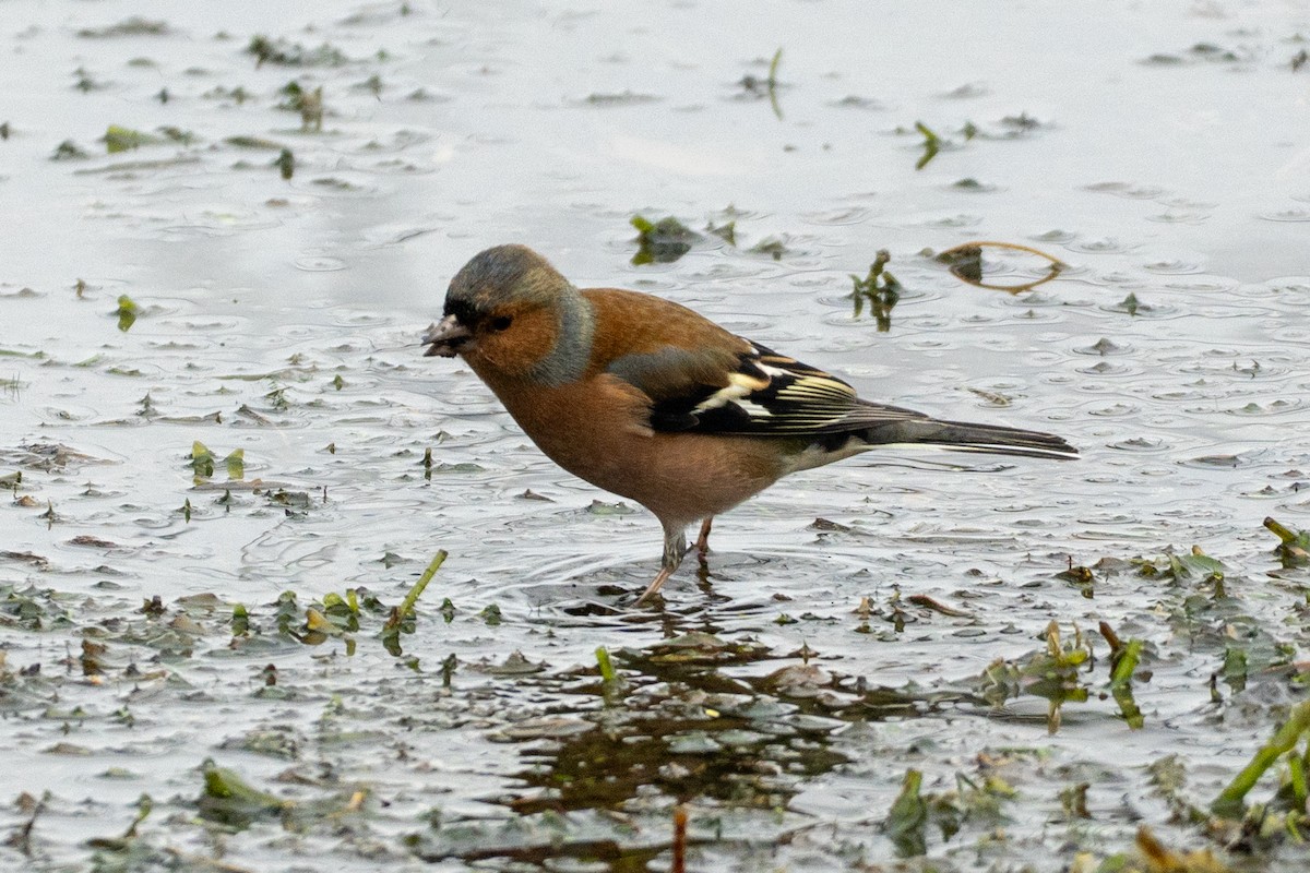 Fringuello - ML646649505