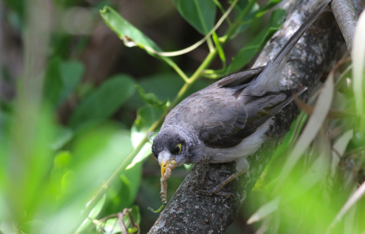 Weißstirn-Schwatzvogel - ML646649506