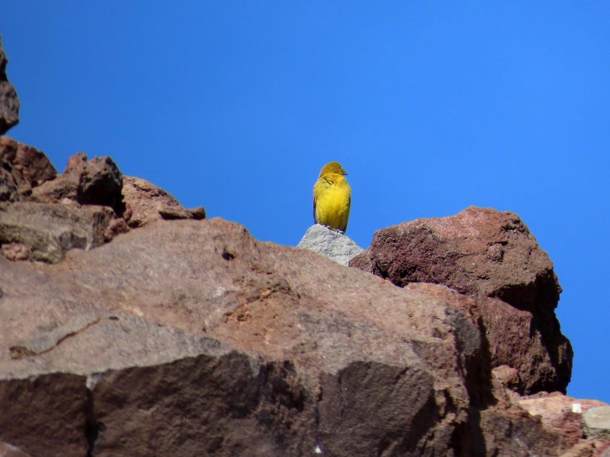 Chirigüe Grande - ML646649512