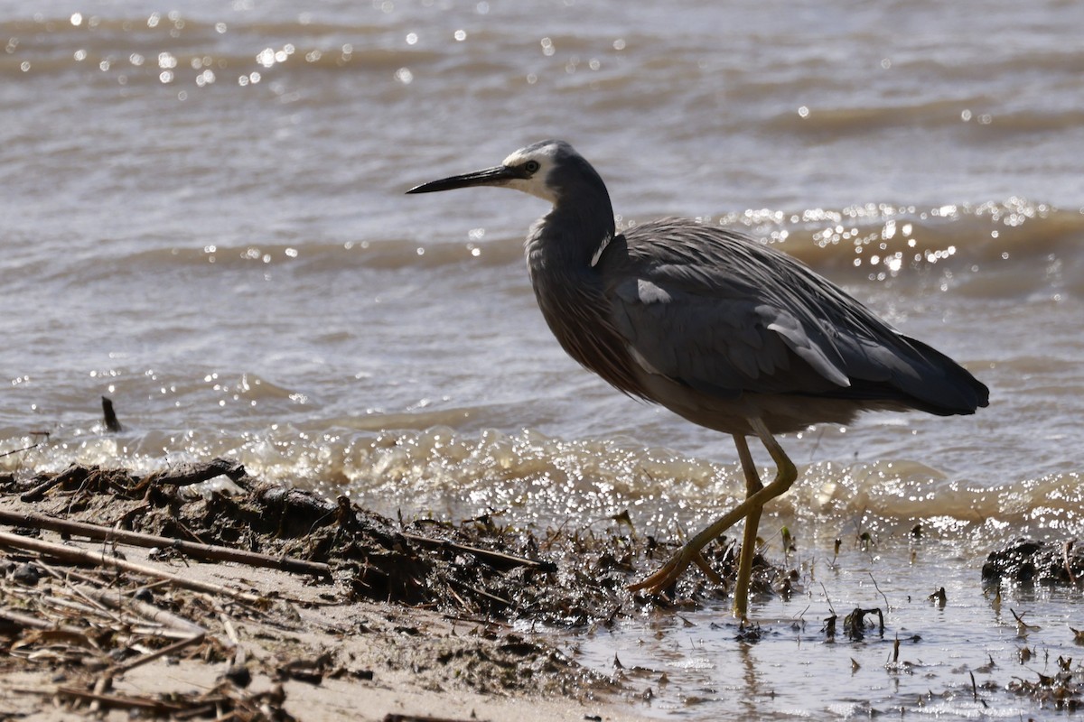 白臉鷺 - ML646649513