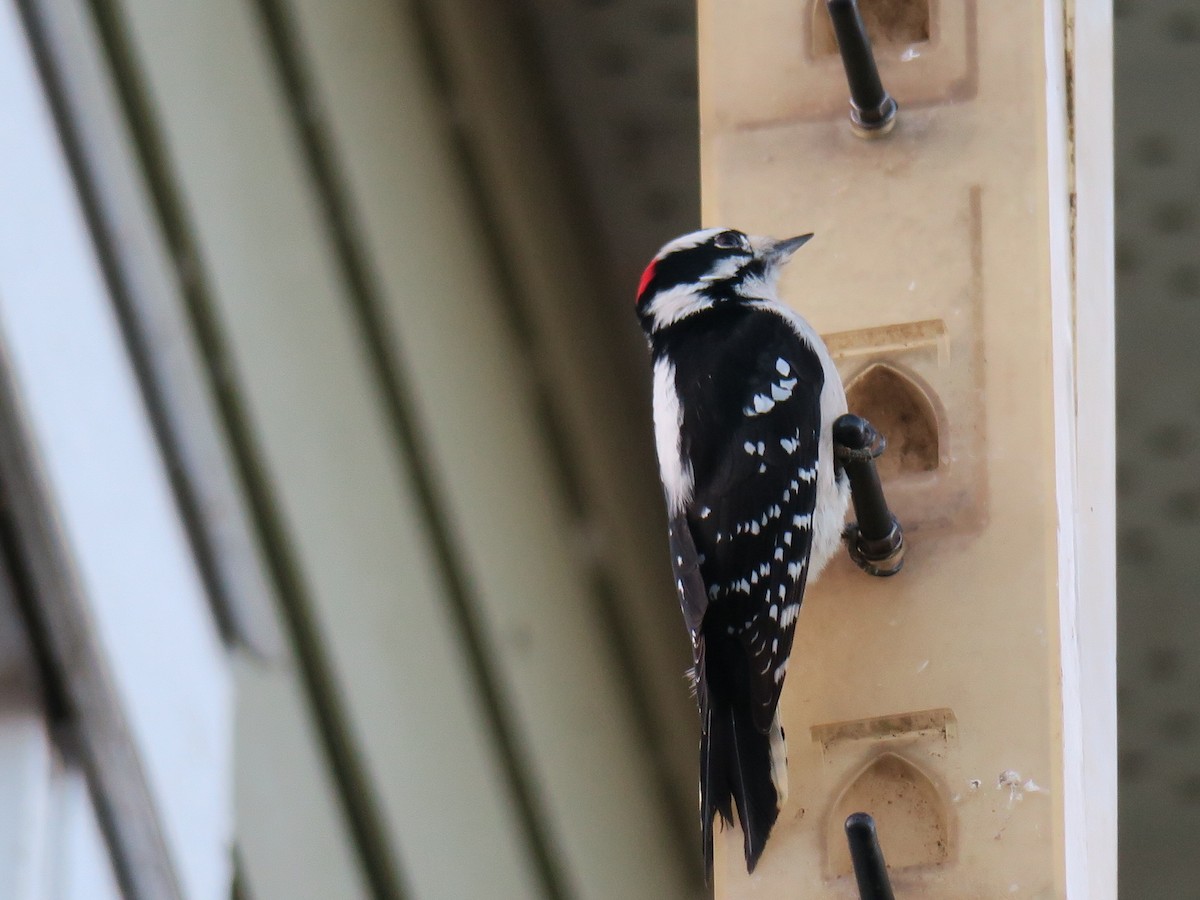 strakapoud osikový - ML646649515