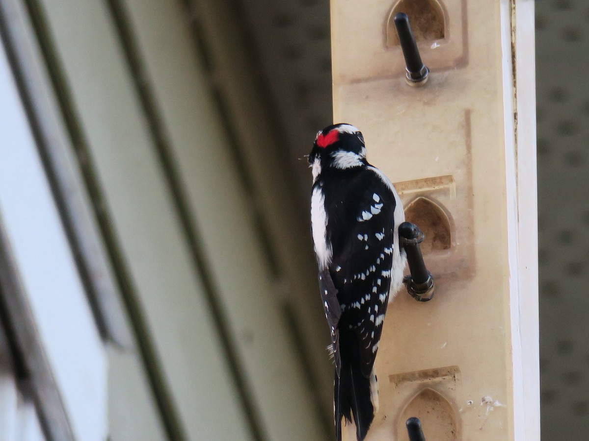 strakapoud osikový - ML646649516