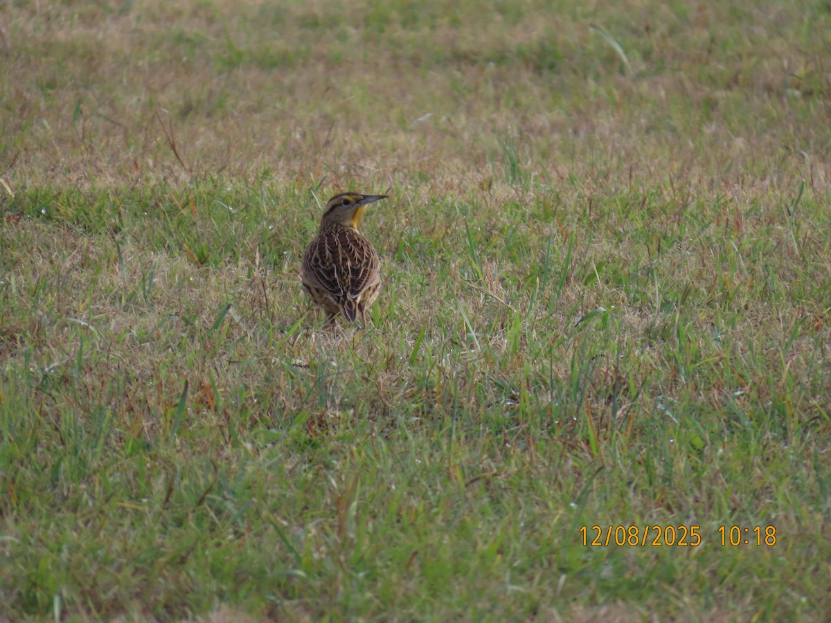 Eastern Meadowlark - ML646649521