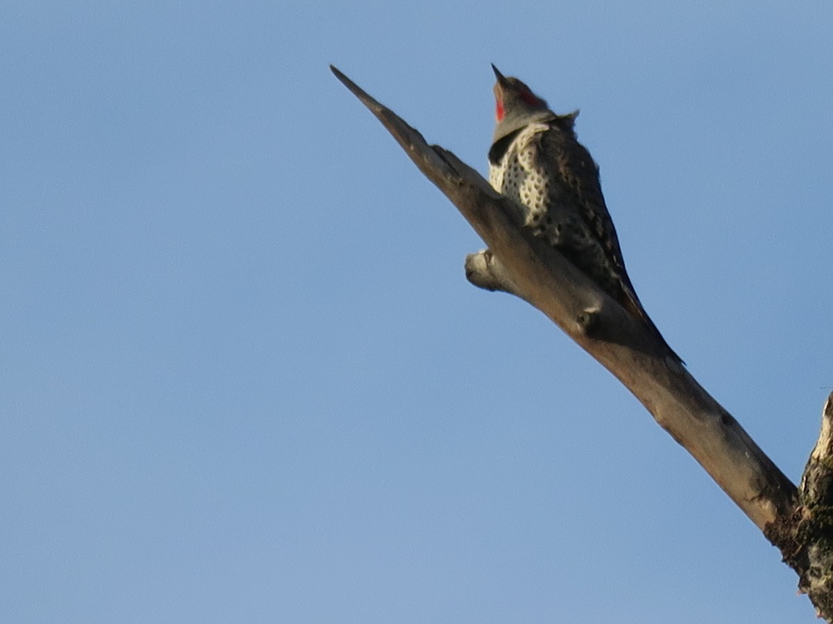 datel zlatý - ML646649522