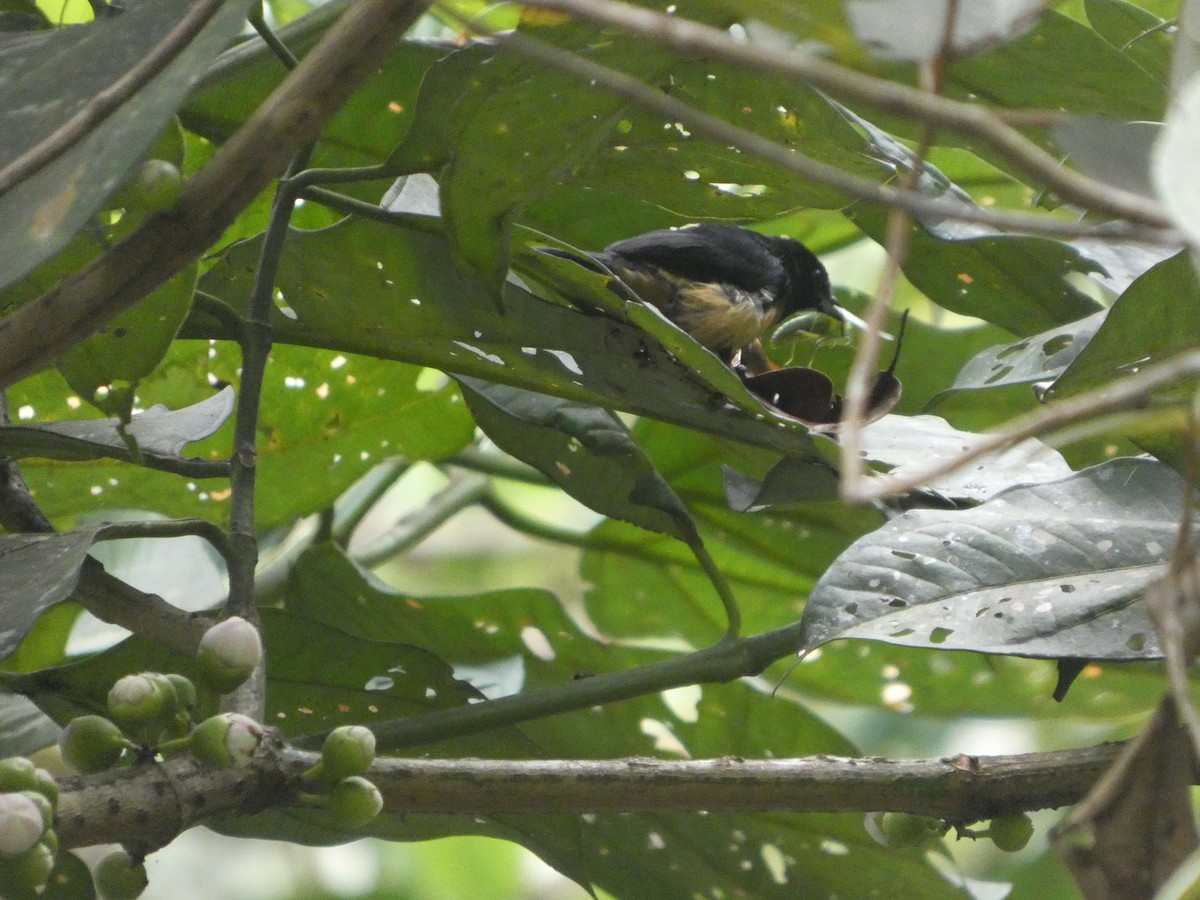 Yellow-crested Tanager - ML646649525