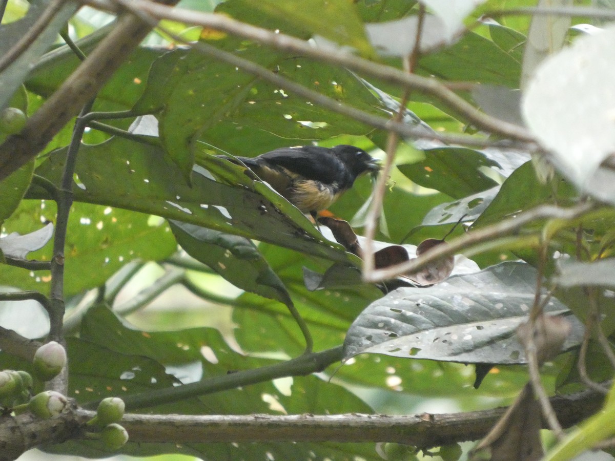Yellow-crested Tanager - ML646649526