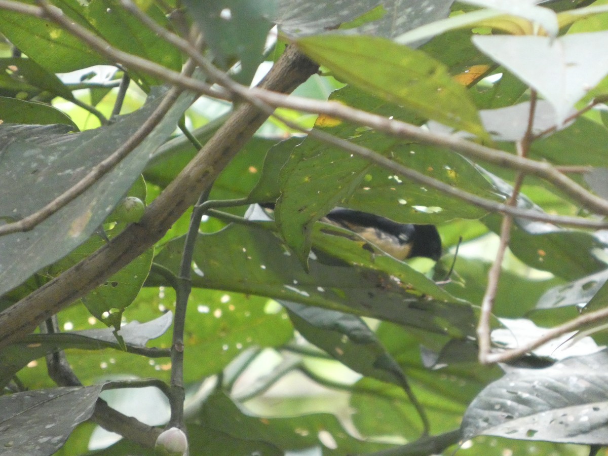 Yellow-crested Tanager - ML646649527