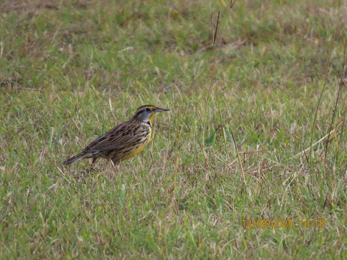 Eastern Meadowlark - ML646649528