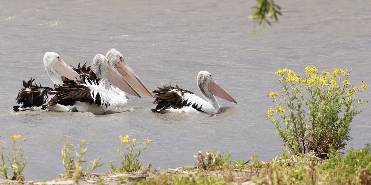 Australian Pelican - ML646649530