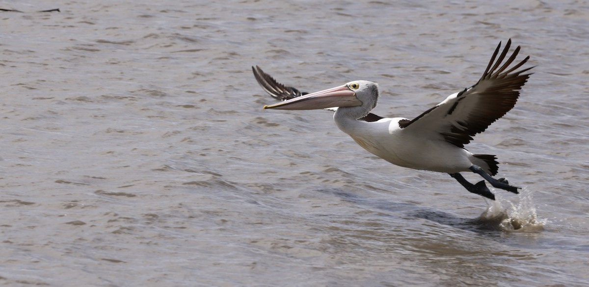 Australian Pelican - ML646649531