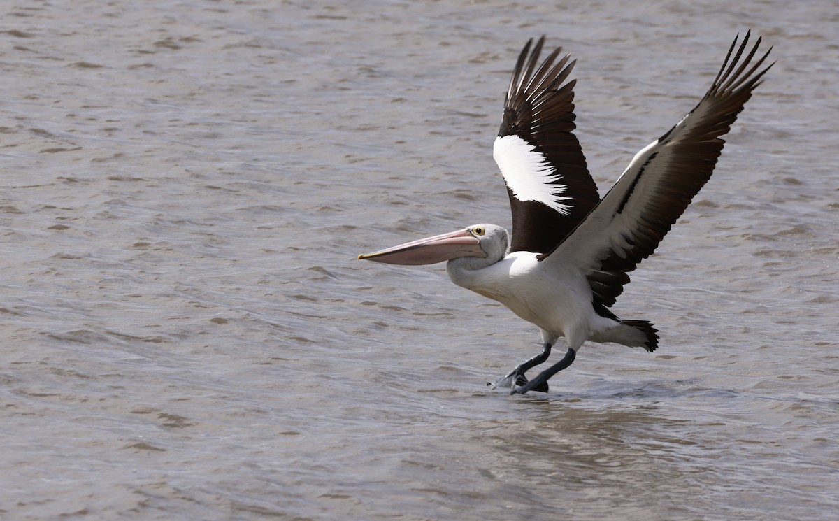 Australian Pelican - ML646649532