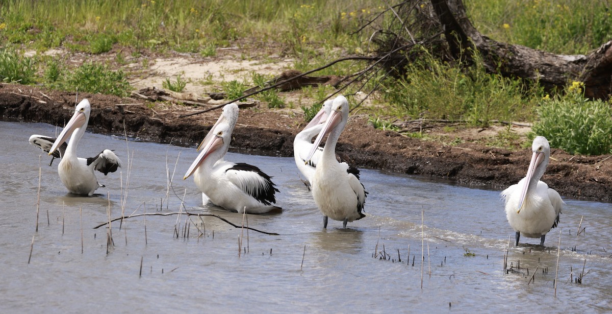 Australian Pelican - ML646649533