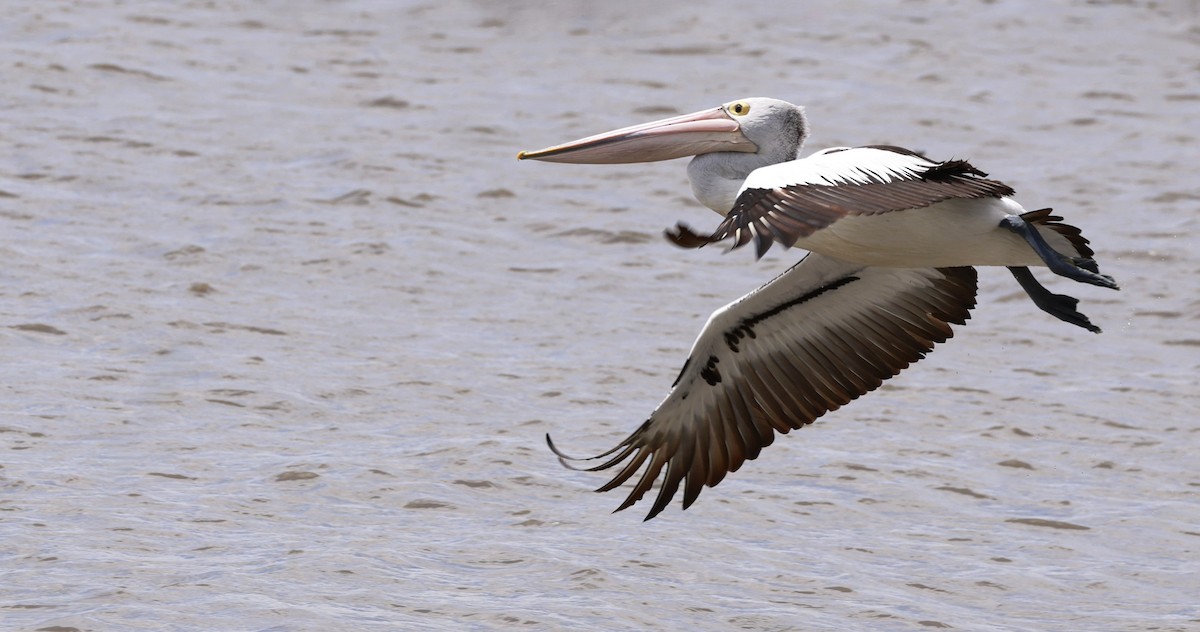 Australian Pelican - ML646649534