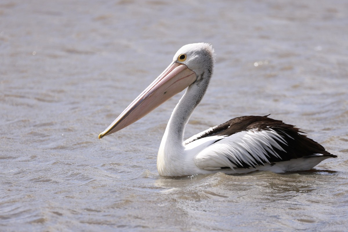 Australian Pelican - ML646649535