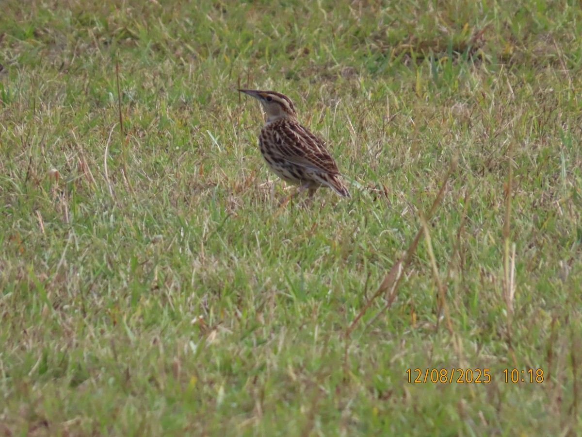 Eastern Meadowlark - ML646649536