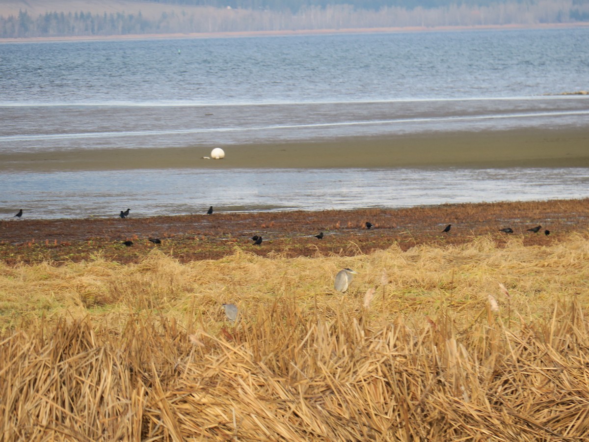 vrána americká - ML646649538