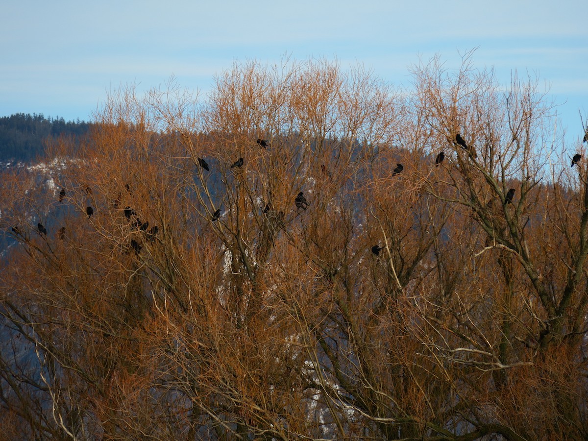 vrána americká - ML646649539