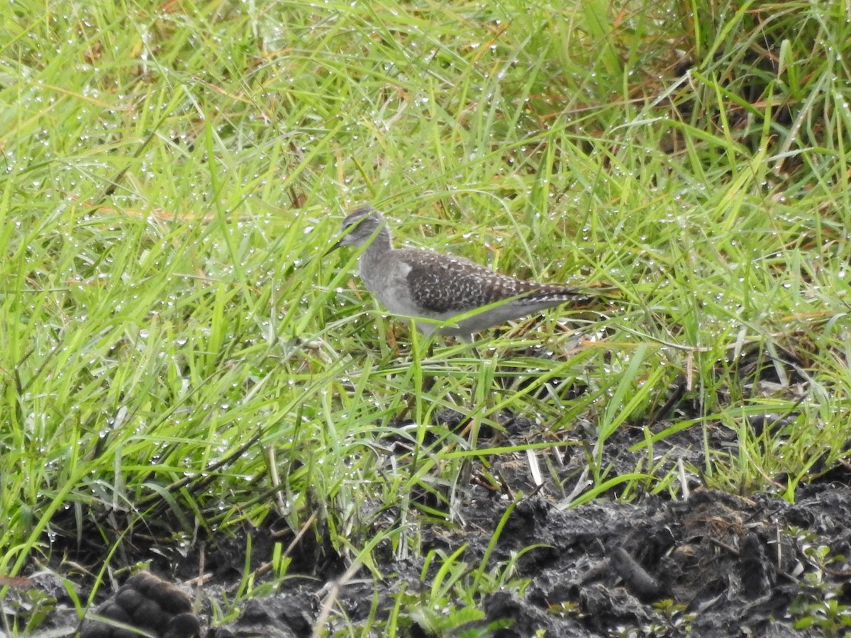 vodouš bahenní - ML646649544