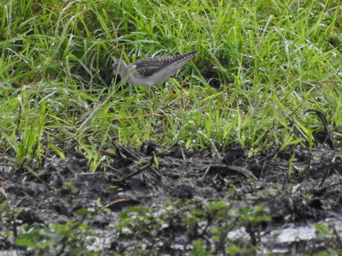 vodouš bahenní - ML646649545