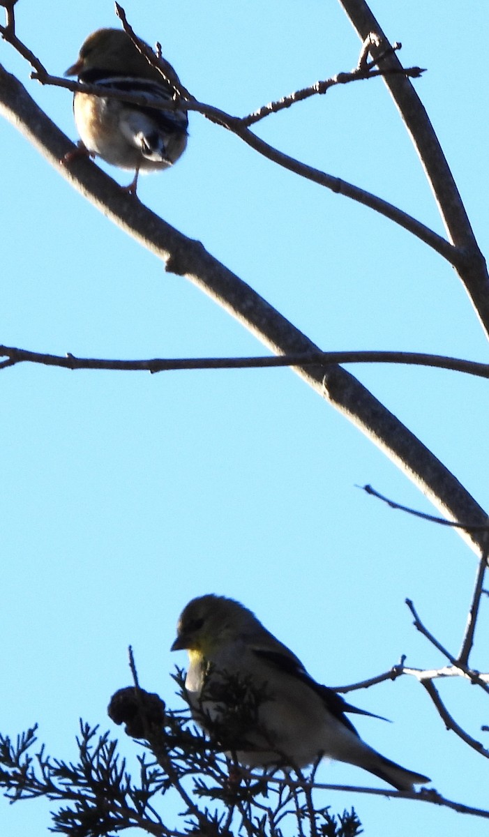 American Goldfinch - ML646649550