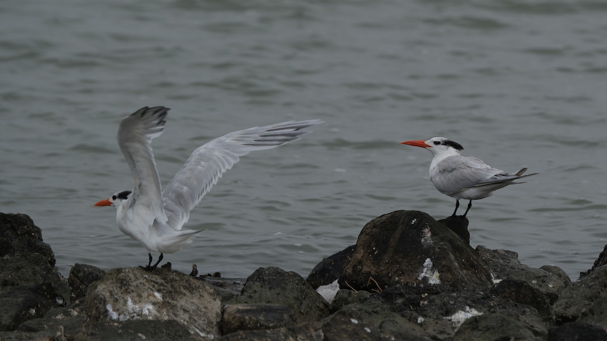 שחפית גדולה - ML646649552