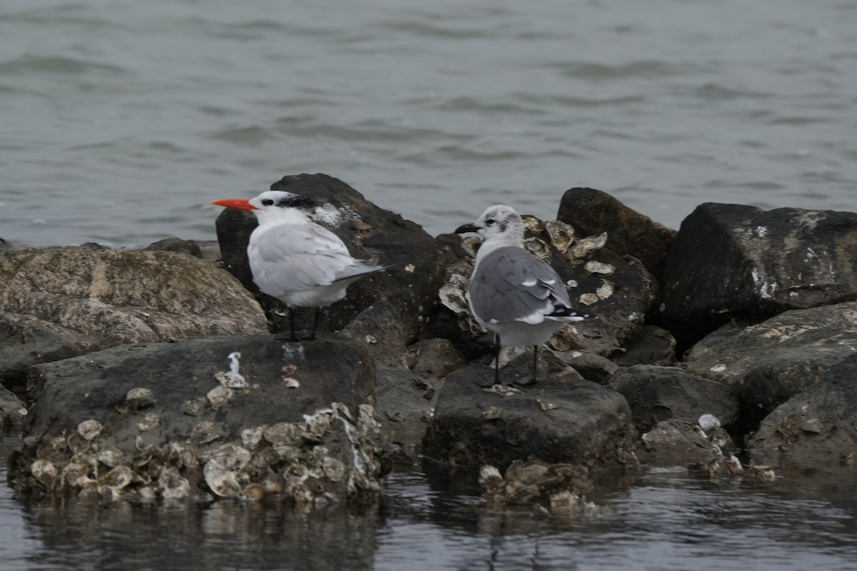 שחפית גדולה - ML646649553