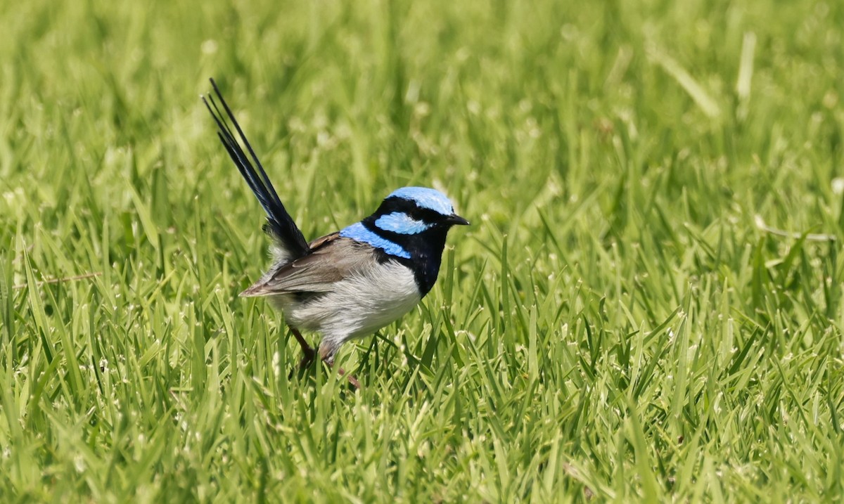 Superb Fairywren - ML646649554