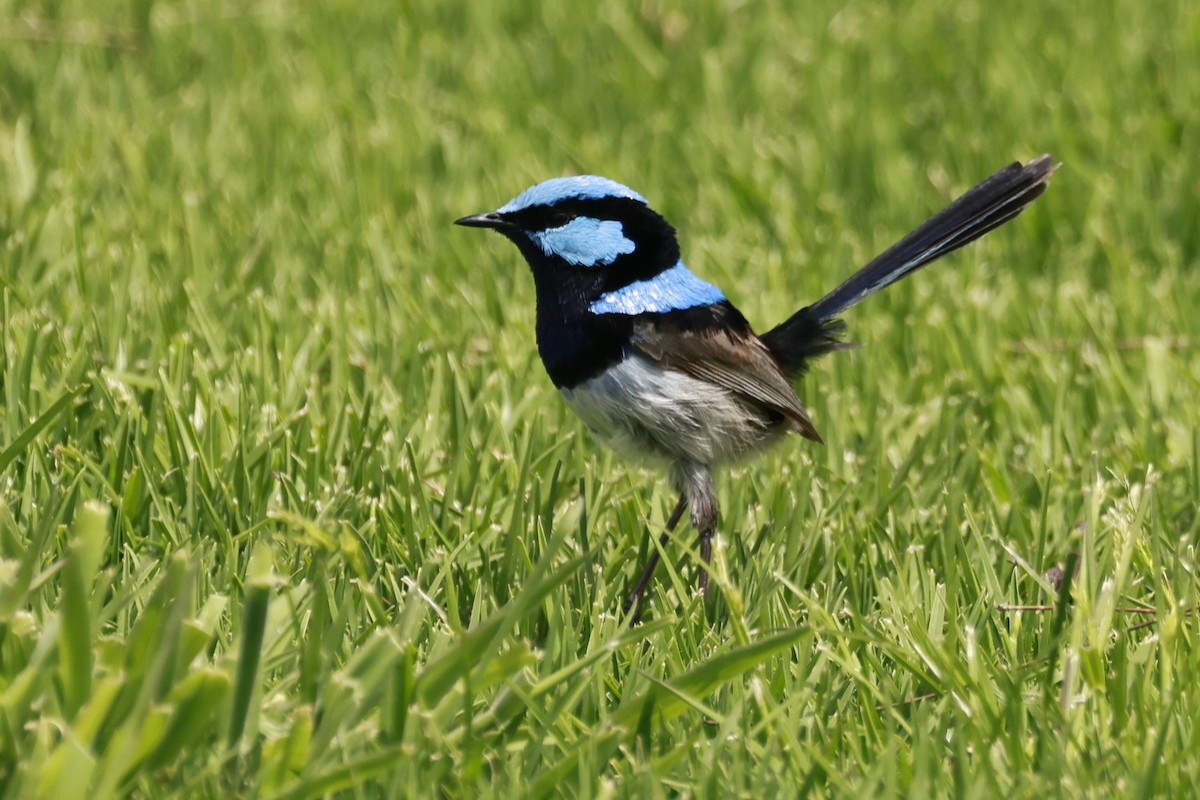 Superb Fairywren - ML646649555