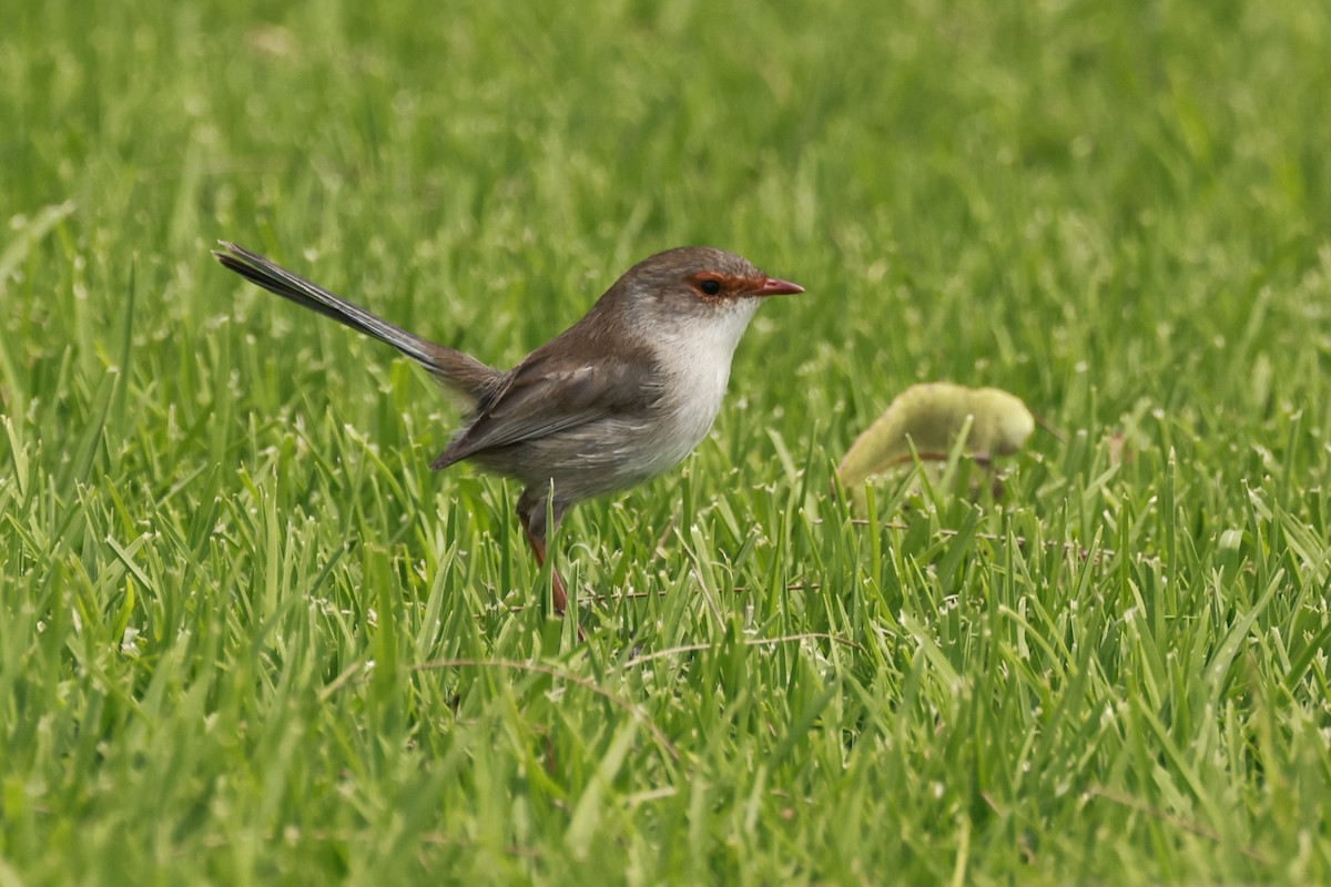 Superb Fairywren - ML646649556