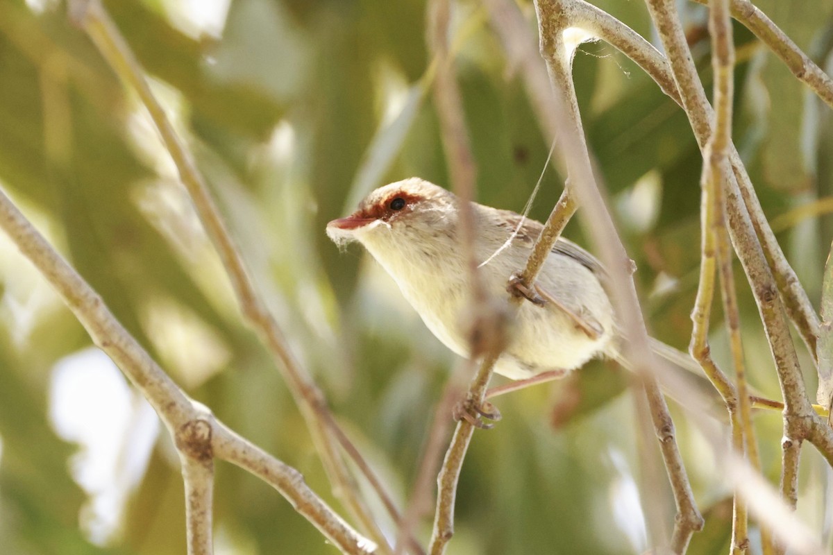 Superb Fairywren - ML646649557