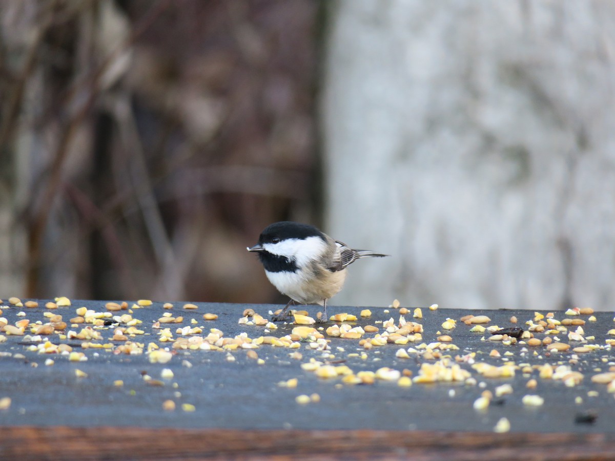 sýkora černohlavá - ML646649559