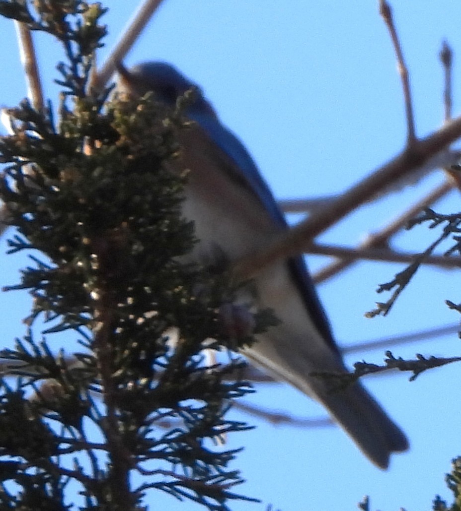 Eastern Bluebird - ML646649563